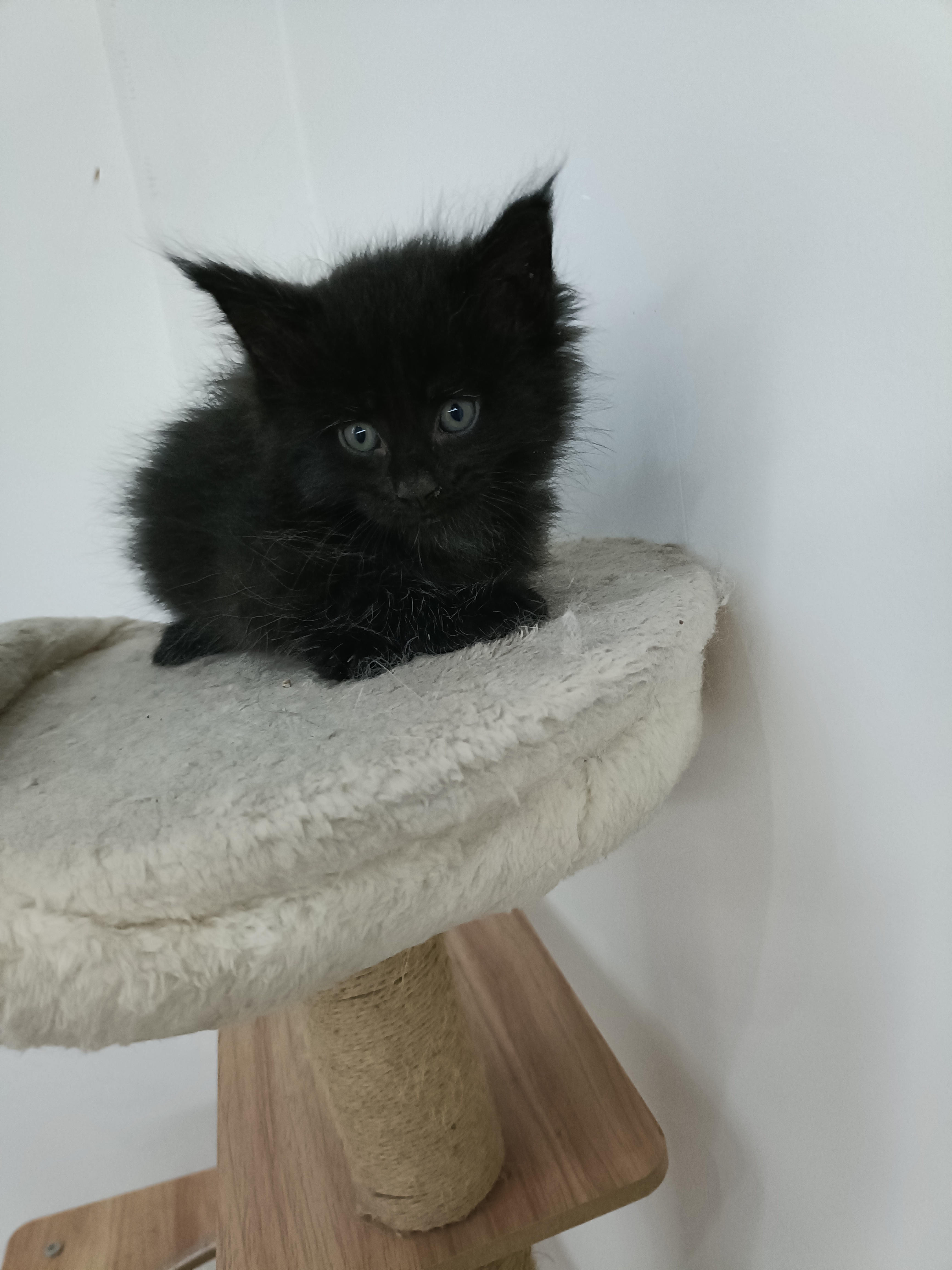 俄系纯种缅因猫，预售